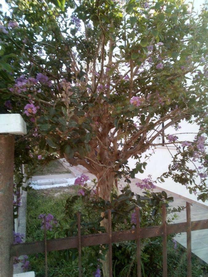 The Judas Trees * Mestre